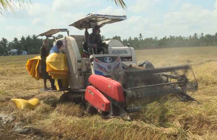 Kế Sách: Nông dân thu hoạch dứt điểm lúa Đông Xuân muộn năm 2024
