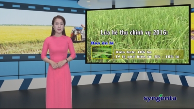 Thông tin dịch hại Nông nghiệp 18-05-2016