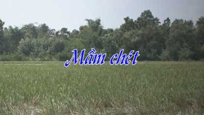 Nét Việt - Mầm chét 18-04-2016