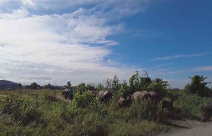 Bản tin STV NEWS (03-02-2022)