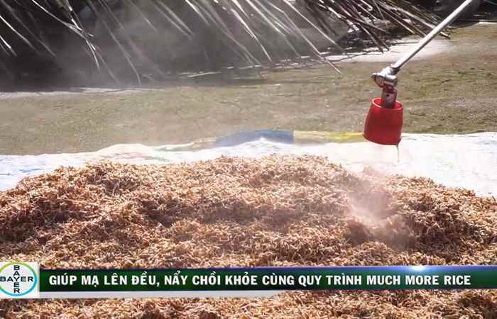 Cẩm nang nhà nông - Giúp mạ lên đều, nẩy chồi khoẻ cùng quy trình Much More Rice (11-10-2019)