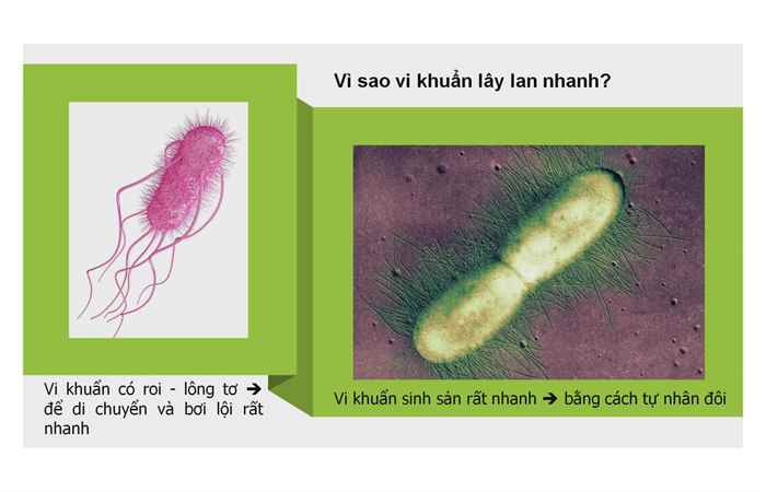 Cánh đồng hội nhập: Xantocin 40WP - Quản lý hiệu quả bệnh hại trên lúa do vi khuẩn (17-11-2023) 