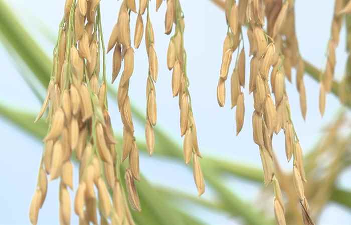 Gạo ngon trong ruộng tôm (20-01-2024)