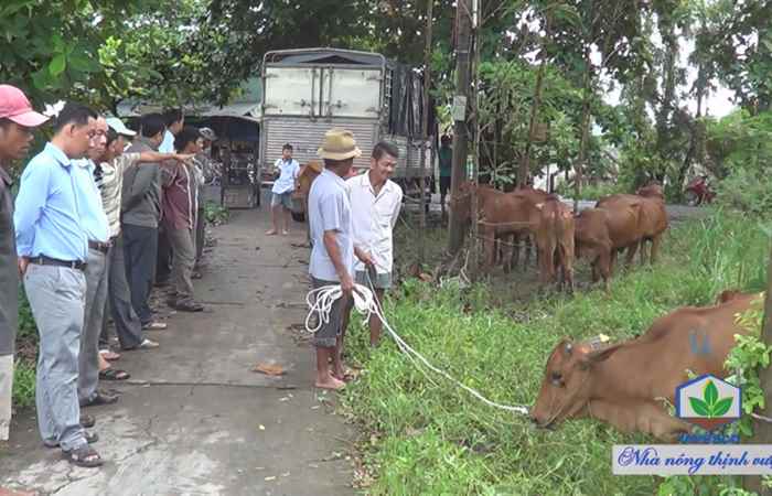 Hiệu quả hỗ trợ bò cho hộ dân tộc Khmer nghèo ở huyện Mỹ Xuyên