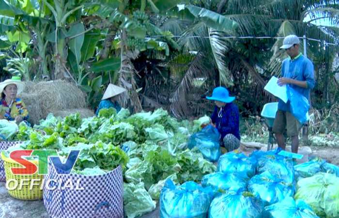 Hiệu quả từ mô hình trồng màu luân canh theo hướng an toàn