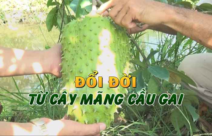 Ký sự - Đổi đời từ Mãng cầu gai 19-04-2019