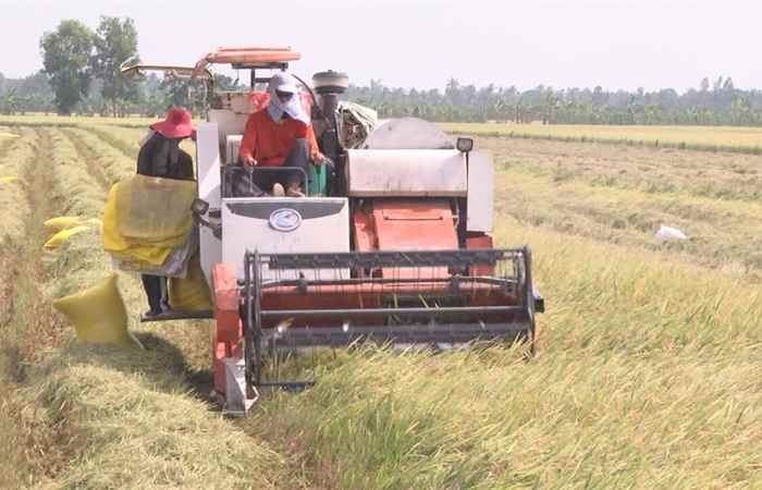 Long Phú cảnh báo nông dân không sản xuất lúa vụ 3