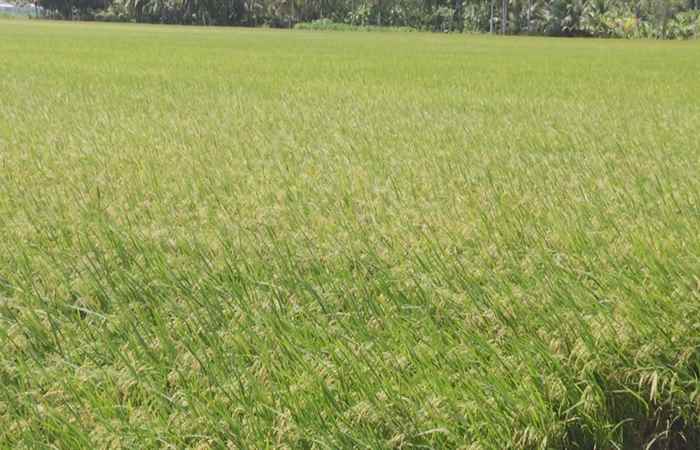 Long Phú đẩy mạnh tái cơ cấu ngành nông nghiệp