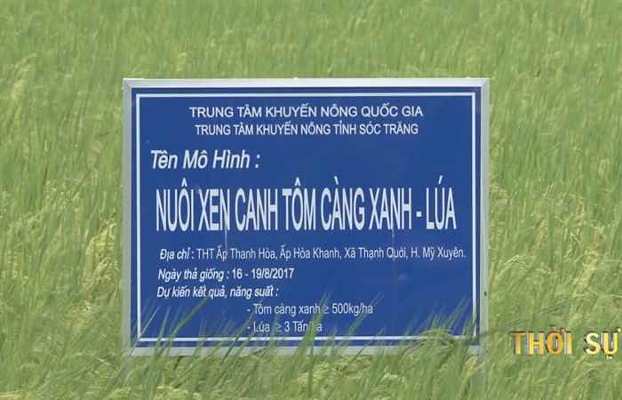 Mô hình lúa hữu cơ xen canh tôm càng xanh ở Mỹ Xuyên