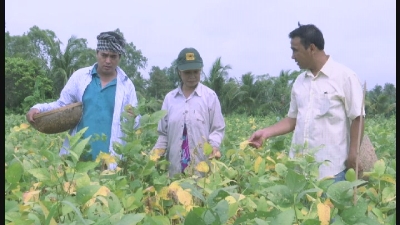 Một ngày làm Nông Trồng cây đậu nành 14-11-2015