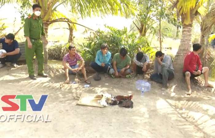Công an Mỹ Xuyên triệt xoá điểm đá gà ăn thua bằng tiền