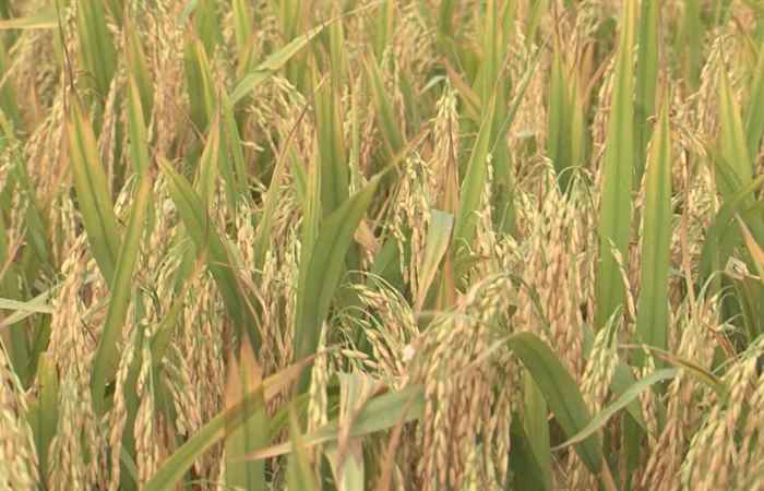 Năm 2017, Sóc Trăng phát huy hiệu quả tái cơ cấu ngành nông nghiệp