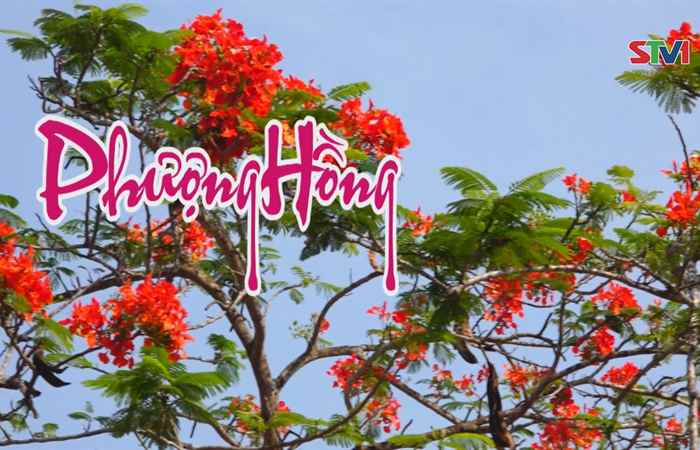 Nét Việt - Phượng Hồng 07-05-2017