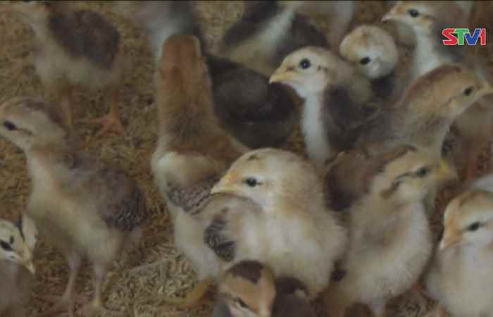 Ngã Năm chủ động phòng chống cúm gia cầm mùa lạnh