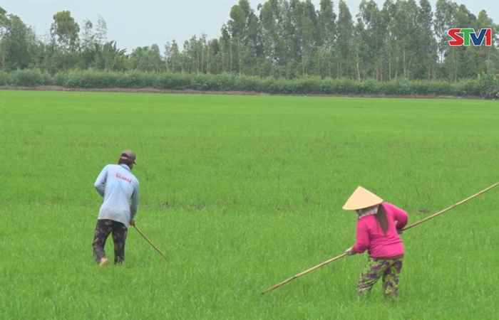 Ngã Năm: nước mặn xâm nhập tăng đột biến