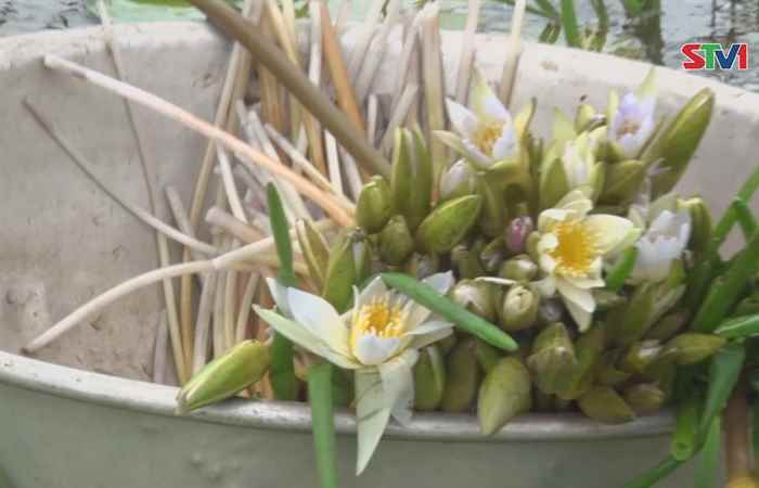 Ngã Năm: tăng thu nhập từ rau mùa lũ và trữ cá đồng