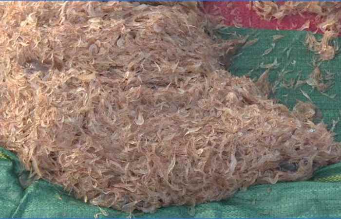 Ngư dân Vĩnh Châu trúng mùa ruốc biển