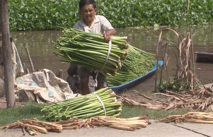 Nguồn lợi từ Lục Bình phơi khô 