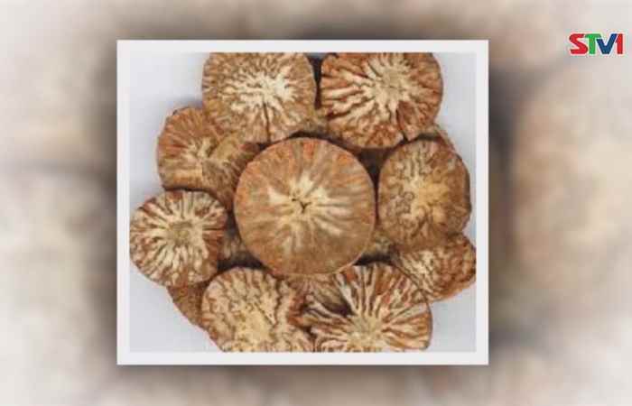 Nhịp cầu sức khỏe Bài thuốc từ cây cau 19-11-2018