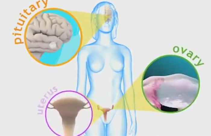 Nhịp cầu sức khỏe Nang cơ năng buồng trứng có ảnh hưởng đến việc sinh con 29-10-2018