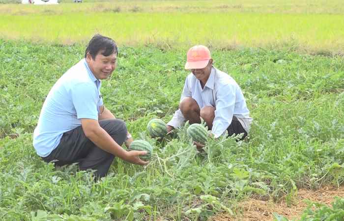 Nông dân Mỹ Xuyên trồng màu mùa khô hạn