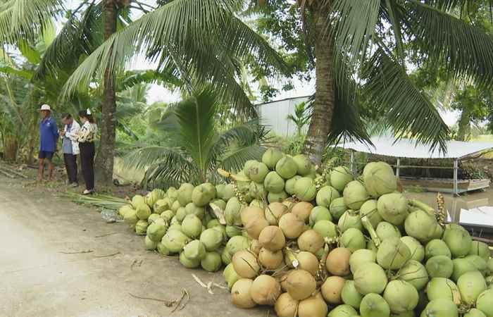 Nông dân Thạch Hai hăng say lao động để vượt qua khó nghèo (14-08-2022)