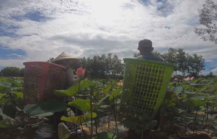 Phóng sự - Đất phèn nở hoa (21-08-2020)