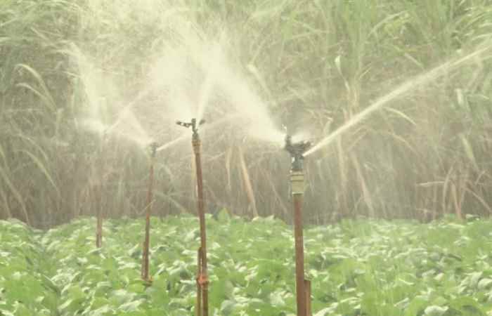 Phóng sự Tưới tiết kiệm nước - Mô hình cần được nhân rộng (28-06-2020)