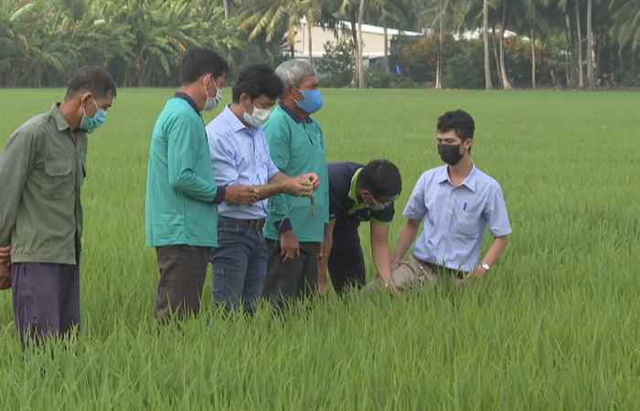  Quản lý dịch hại trên lúa theo giải Pháp Much More Rice - Quy trình bội thu cây lúa (23-11-2021)