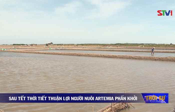 Sau Tết thời tiết thuận lợi người nuôi artemia phấn khởi