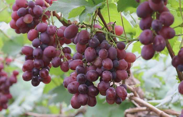 Sóc Trăng ngày mới (02-05-2025)