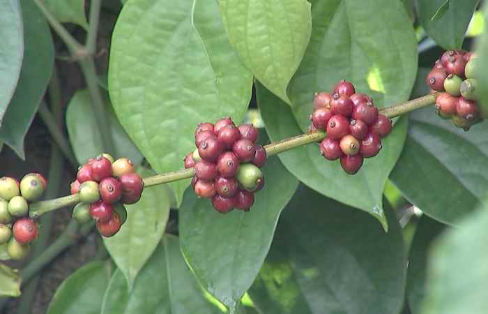 Sóc Trăng ngày mới (03-01-2025)