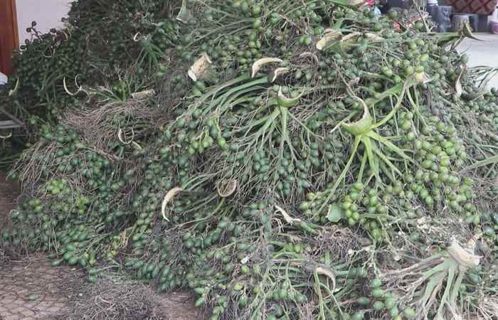 Sóc Trăng ngày mới (13-10-2024)