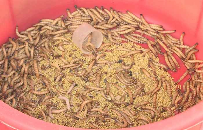 Sóc Trăng Ngày mới (18-06-2024)