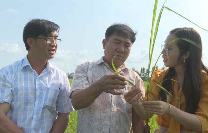 Sóc Trăng phát triển dòng lúa thơm ST gắn với liên kết tiêu thụ (20-02-2024)