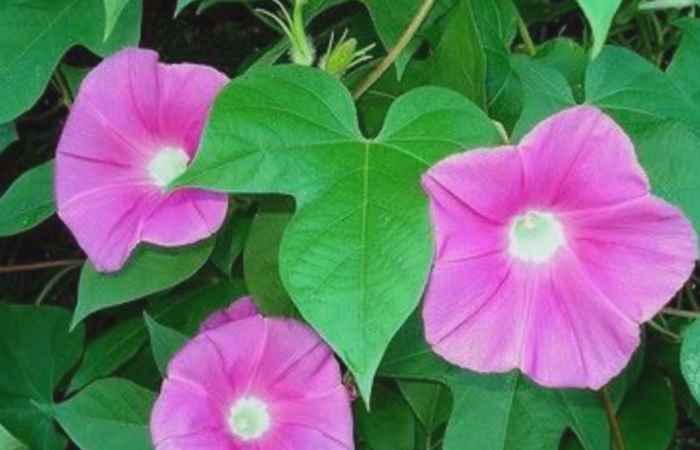Sống khỏe 360 Khiên ngư lợi tiểu chữa phù thủng 01-03-2019
