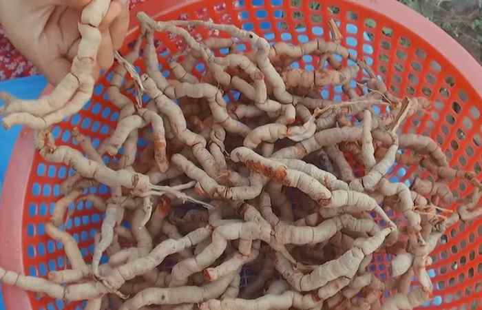 Sống khỏe 360 - Ba kích: công dụng, cách dùng và lưu ý ( 23-07-2020)