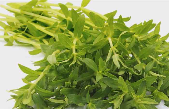 Sống khỏe 360 - Rau ngổ trị bệnh thế nào ? (06-08-2020)