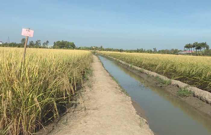 ST 25 niềm tự hào của ngành hàng lúa gạo Việt Nam (06-04-2024)