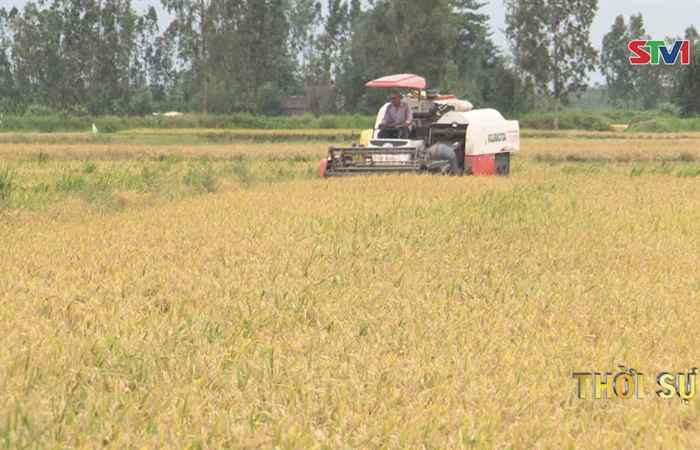 Thạnh Trị phát triển vững mạnh trên nền tảng nông nghiệp