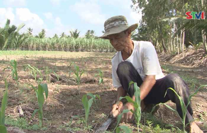 Thêm một mùa mía đắng
