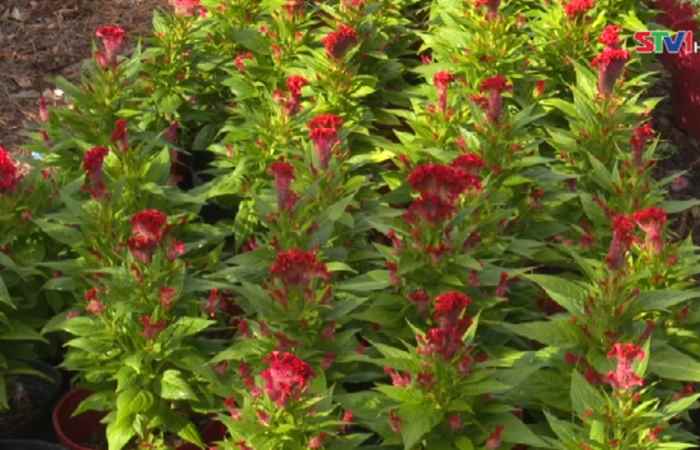  Thời sự trưa 11-01-2020