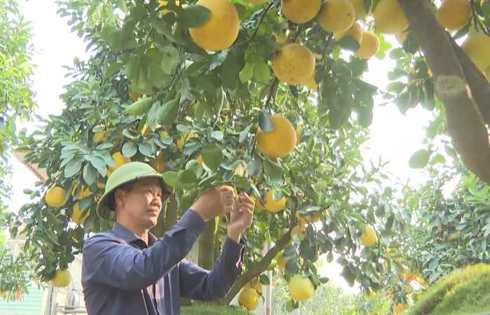 Thời sự trưa (12-01-2025)