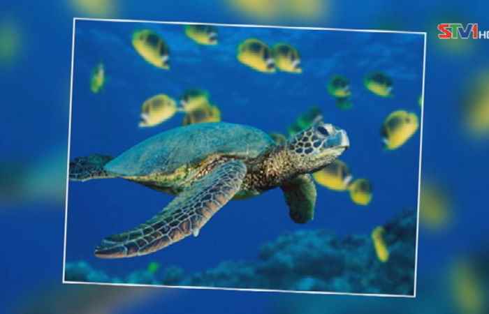 Thời sự trưa 14-09-2019