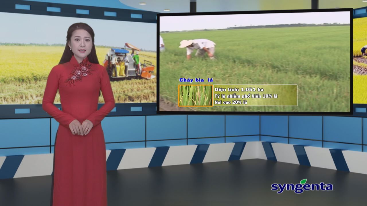 Thông tin dịch hại Nông nghiệp 15-11-2016