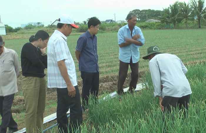 UBDN thị xã Vĩnh Châu khảo sát vùng sản xuất Hành tím