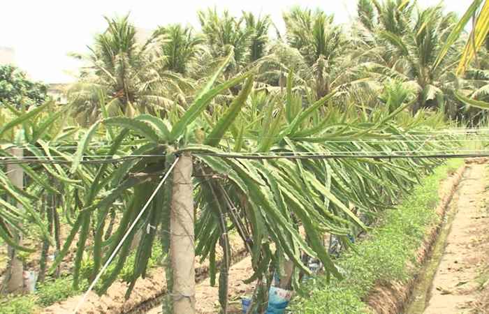 Trang tin địa phương Huyện Cù Lao Dung