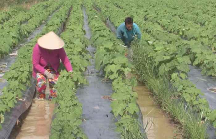 Trang tin địa phương Huyện Thạnh Trị (17-01-2021)