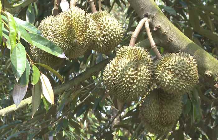 Trợ lực Nhà nông - Tiếng Khmer (29-05-2024)
